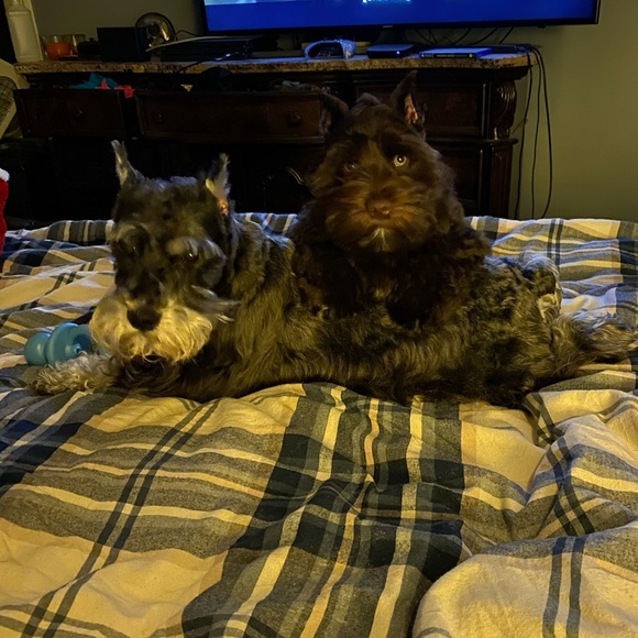 Meet your Posher, Rebecca - Picture 2 of 2